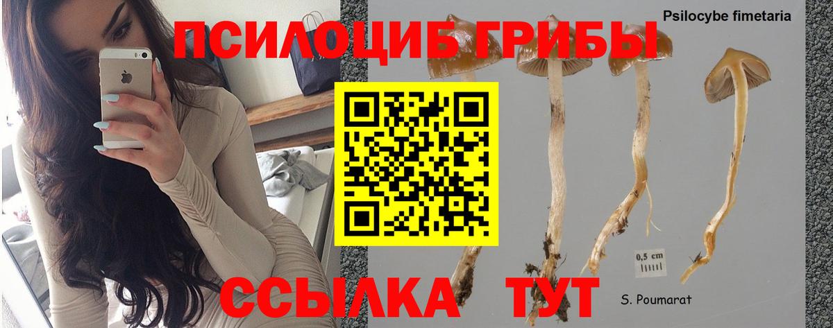 Красногорск  Псилоцибиновые грибы MAGIC MUSHROOMS  Псилоцибиновые грибы ЛСД  Вход с VPN 